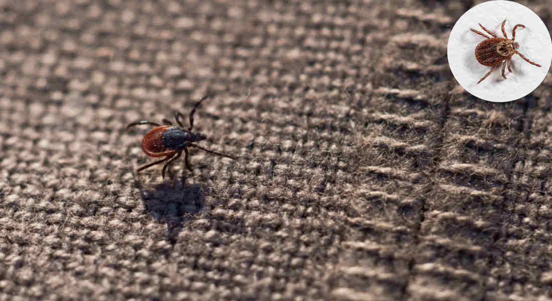 how long can ticks live in a house