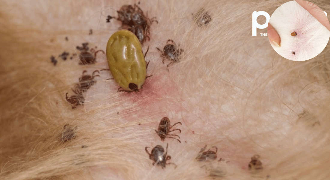 how long can ticks live in a house