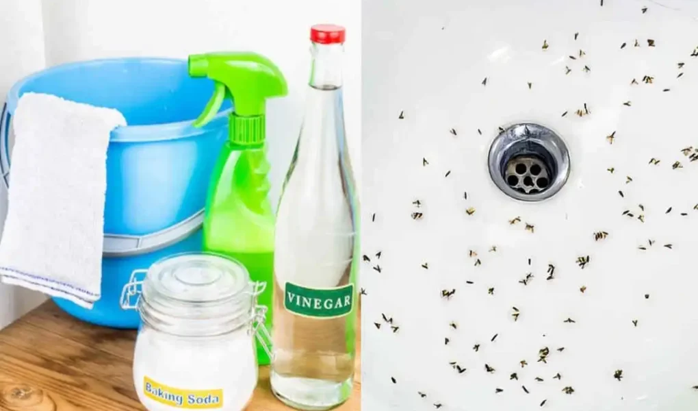 Effective Ways to Get Rid of Drain Flies Fast at Home