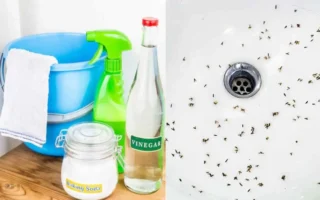 Effective Ways to Get Rid of Drain Flies Fast at Home