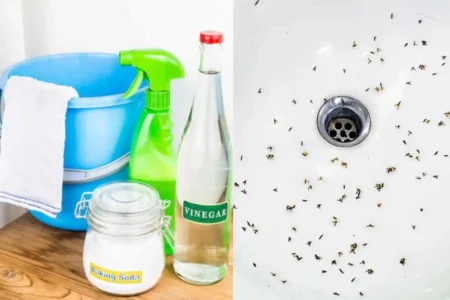 Effective Ways to Get Rid of Drain Flies Fast at Home