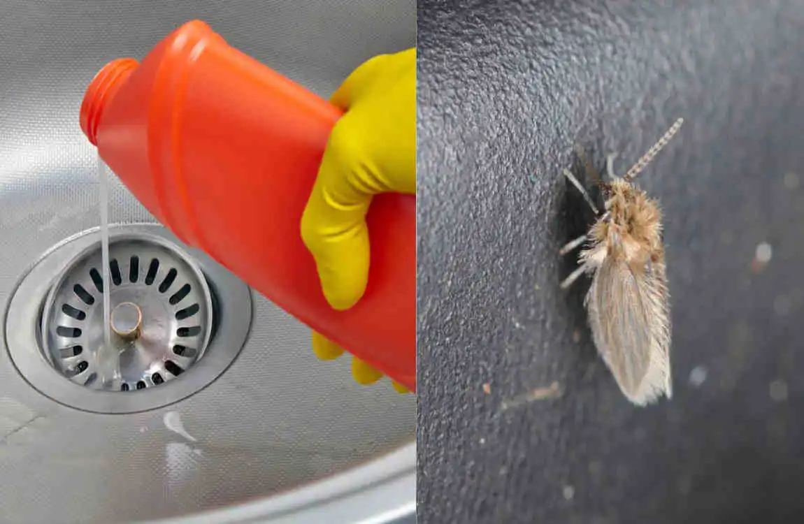 Effective Ways to Get Rid of Drain Flies Fast at Home