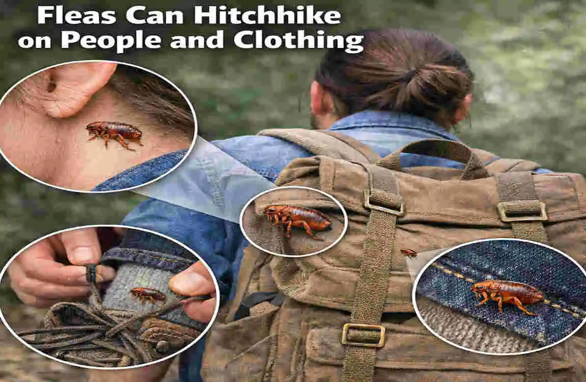 how can fleas get into your house