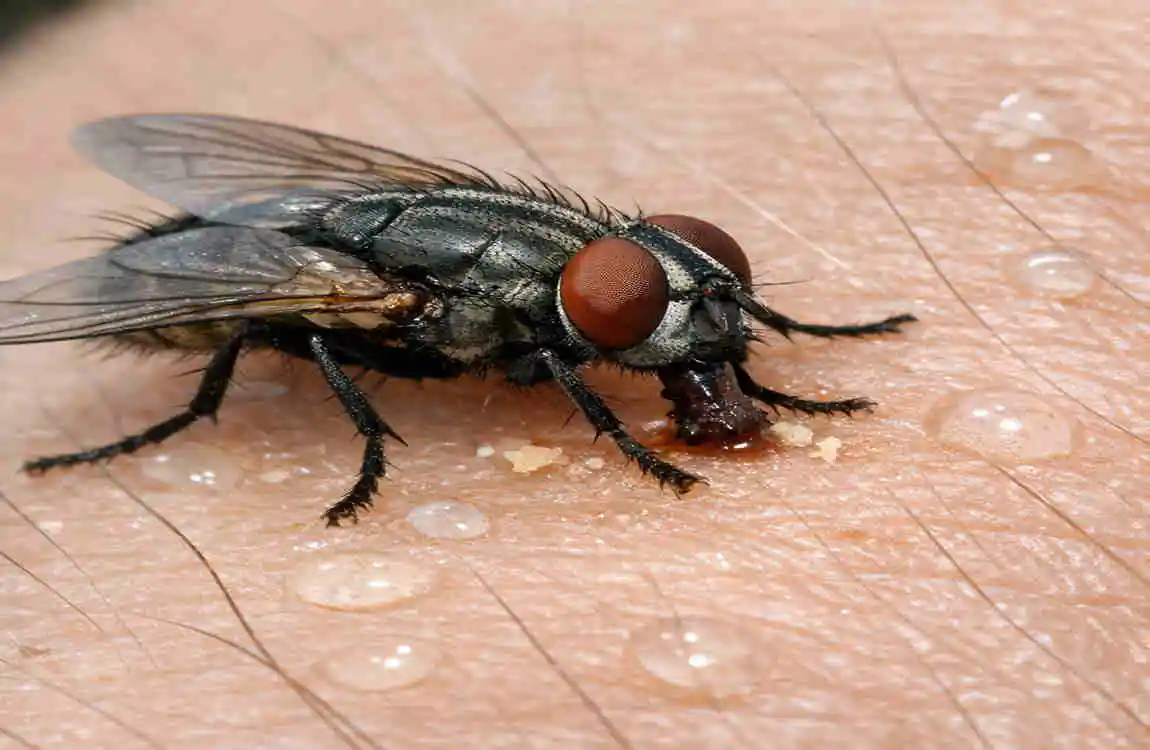 Do House Flies Bite?
