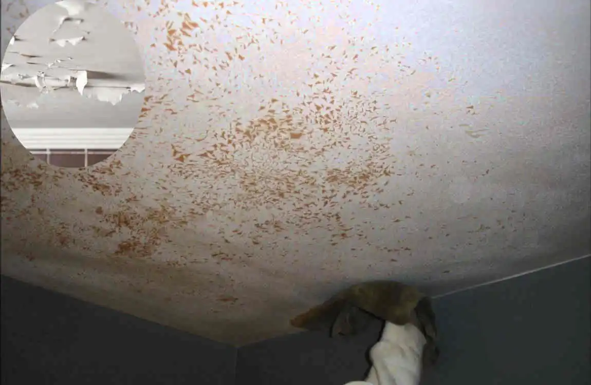 why is the paint in my bathroom peeling