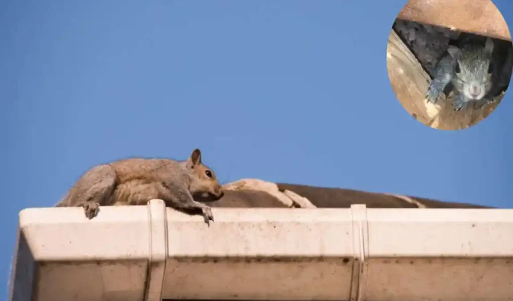 how do squirrels get in the house