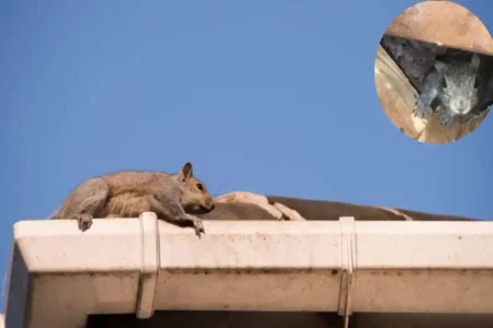 how do squirrels get in the house