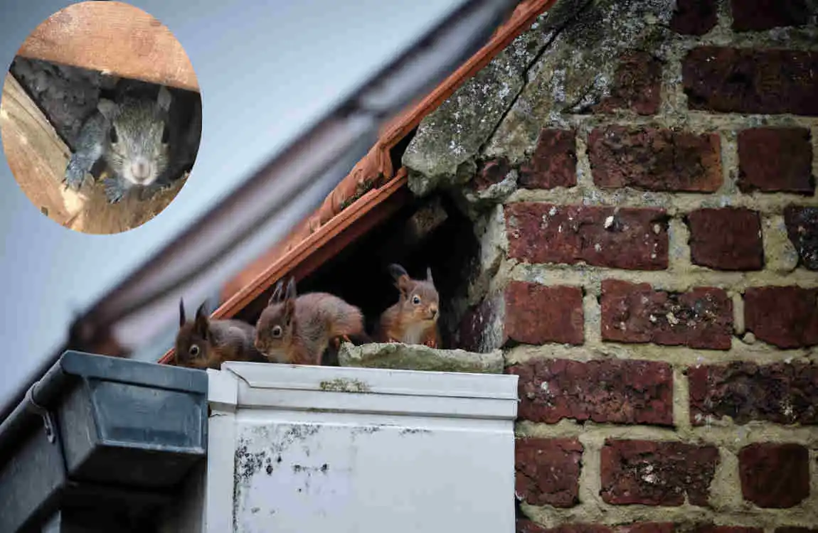 how do squirrels get in the house