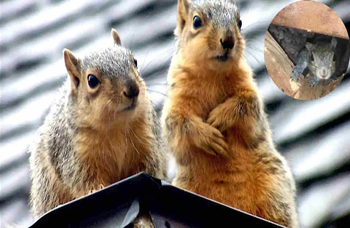 how do squirrels get in the house