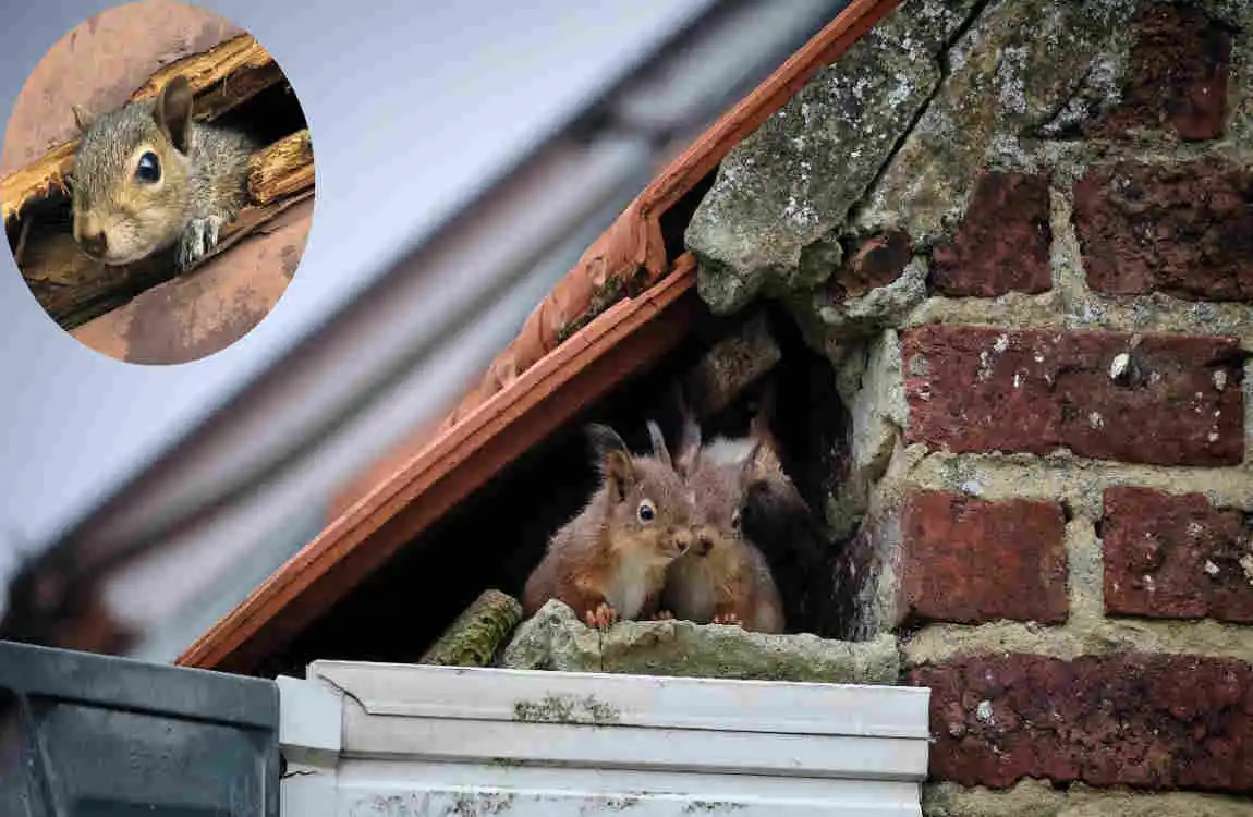 how do squirrels get in the house