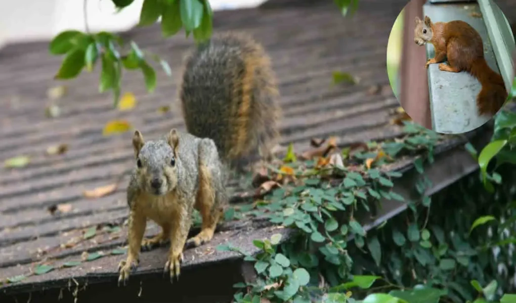how do squirrels get in the house