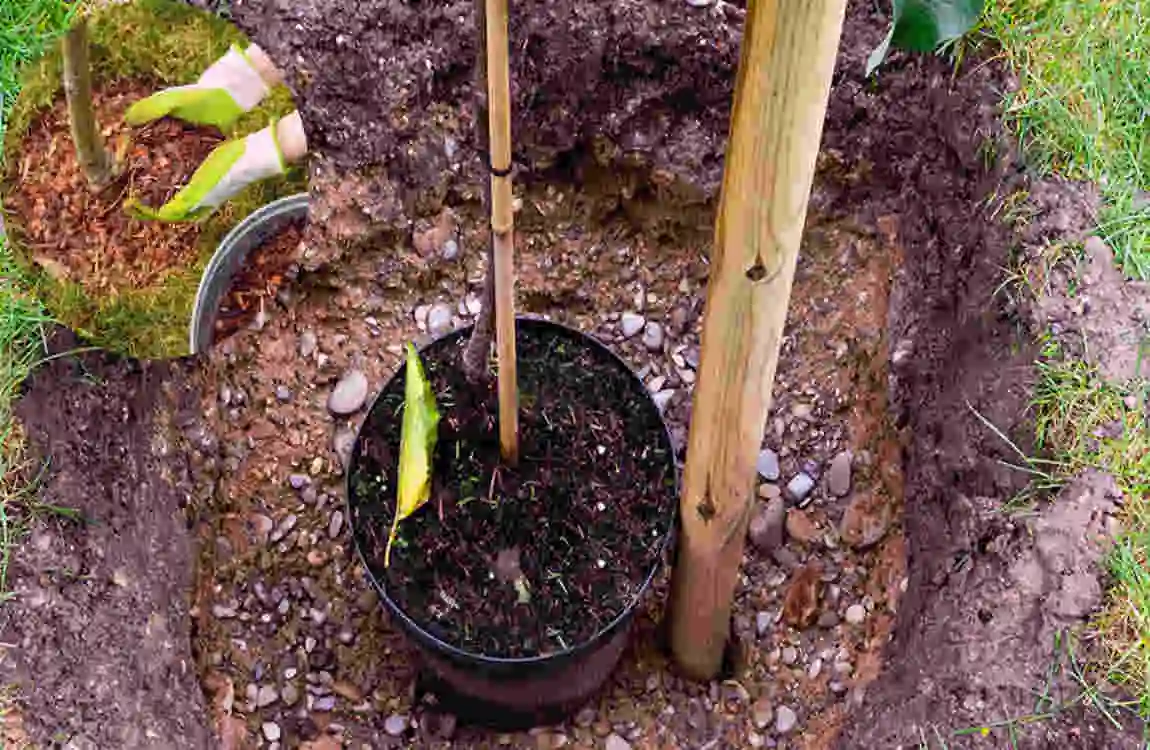 how far to plant crepe myrtle from house