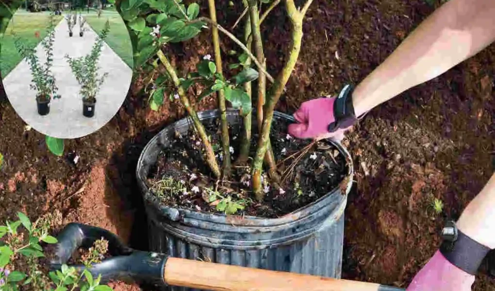how far to plant crepe myrtle from house