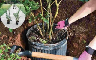 how far to plant crepe myrtle from house