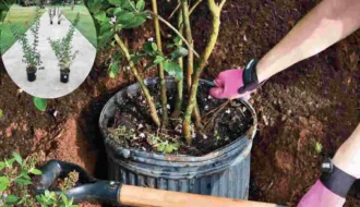 how far to plant crepe myrtle from house