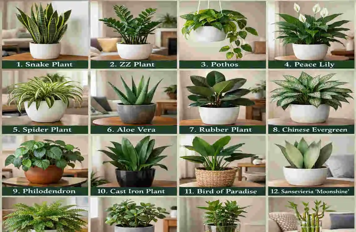 which house plants decor for living room