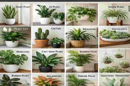 which house plants decor for living room