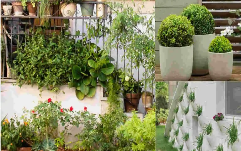 Brighten Your Home’s Curb Appeal: Top Exterior House Plants for Stunning Outdoor Spaces