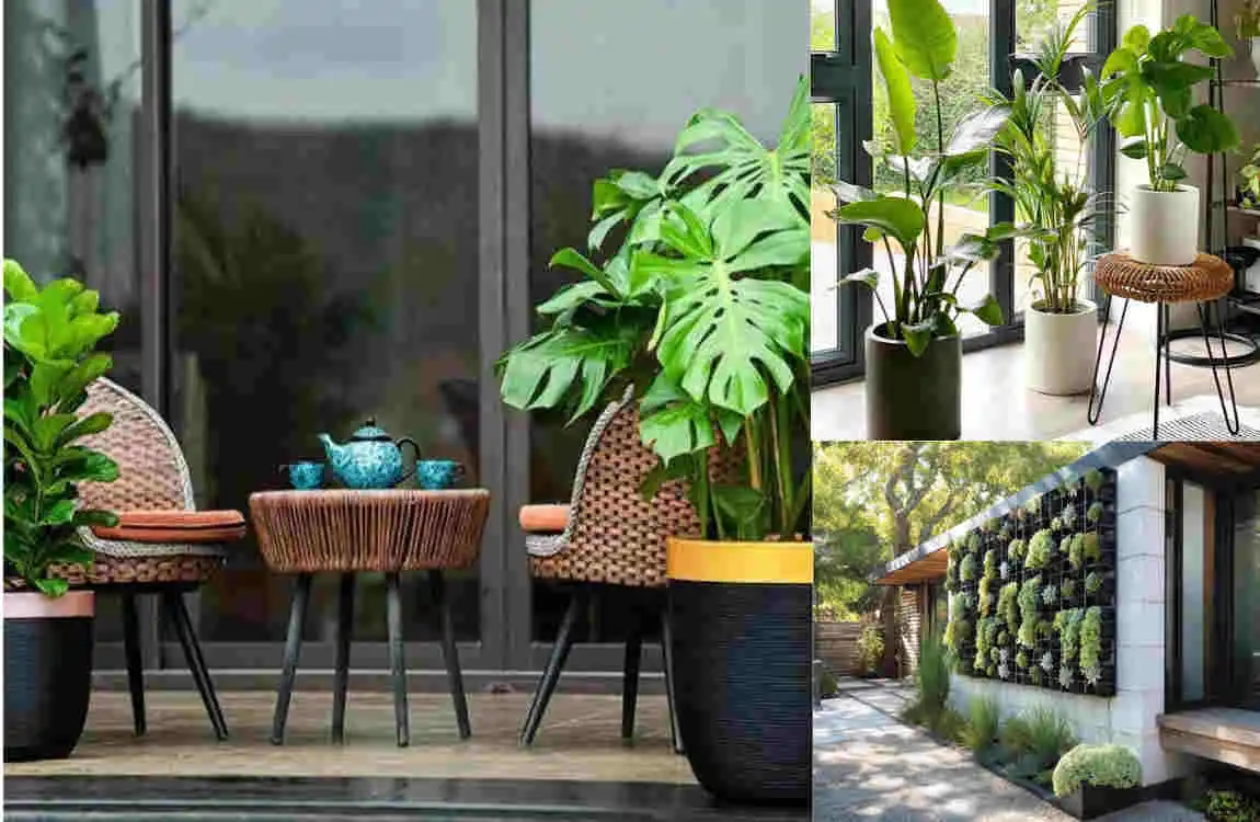 Brighten Your Home’s Curb Appeal: Top Exterior House Plants for Stunning Outdoor Spaces