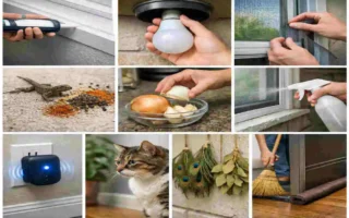 how to stop lizards from entering your house