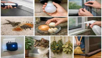 how to stop lizards from entering your house