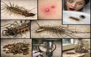 are house centipedes bad