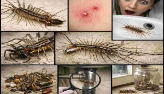 are house centipedes bad