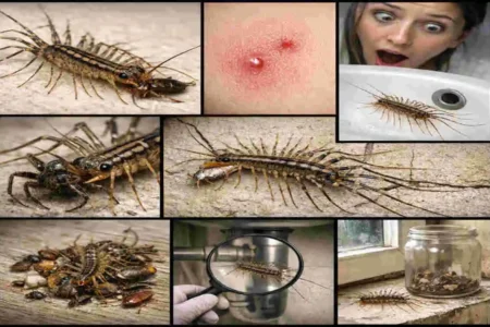 are house centipedes bad