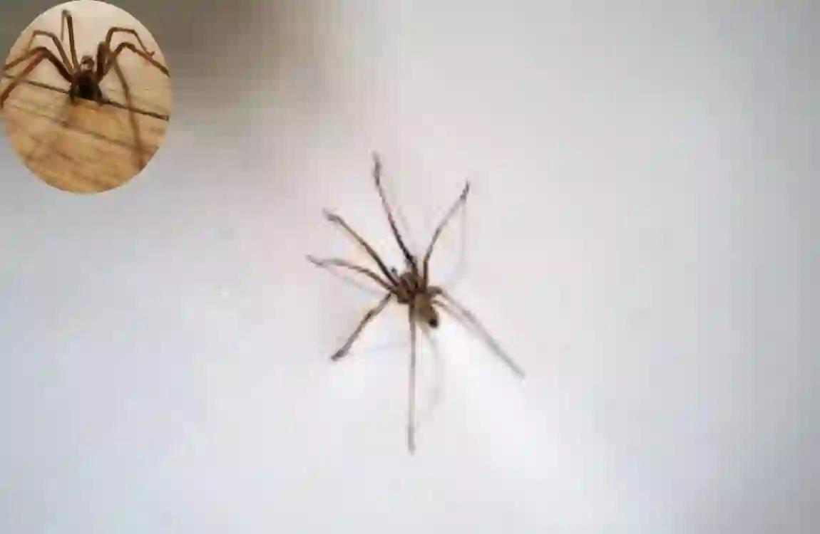 How Long Do House Spiders