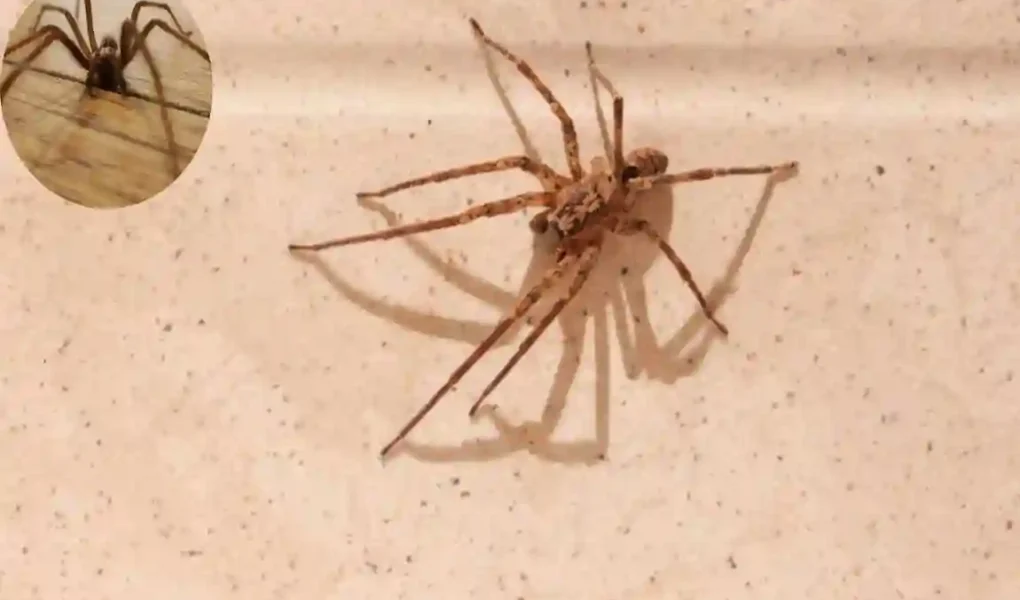 How Long Do House Spiders