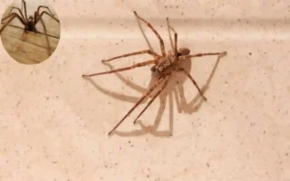 How Long Do House Spiders