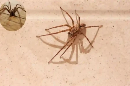 How Long Do House Spiders