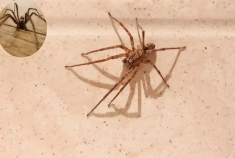 How Long Do House Spiders