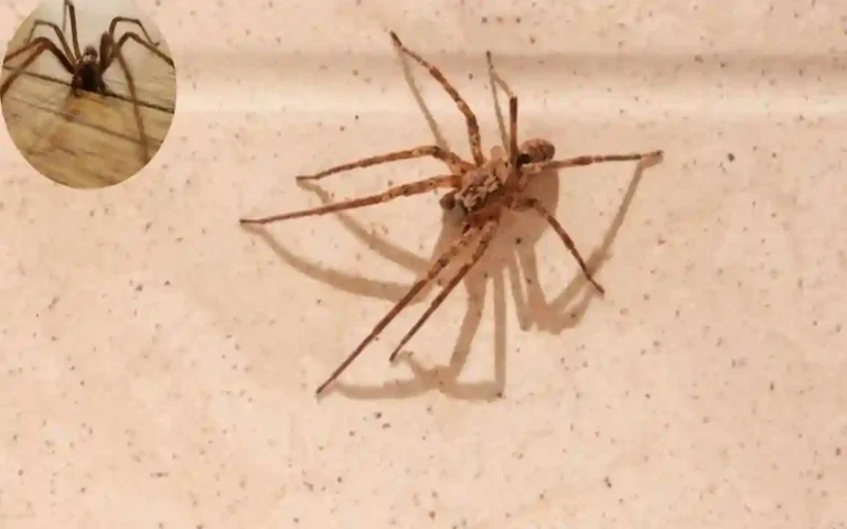 How Long Do House Spiders