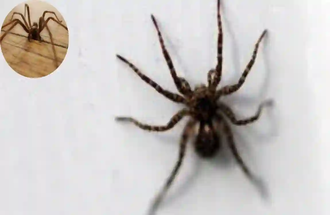 How Long Do House Spiders