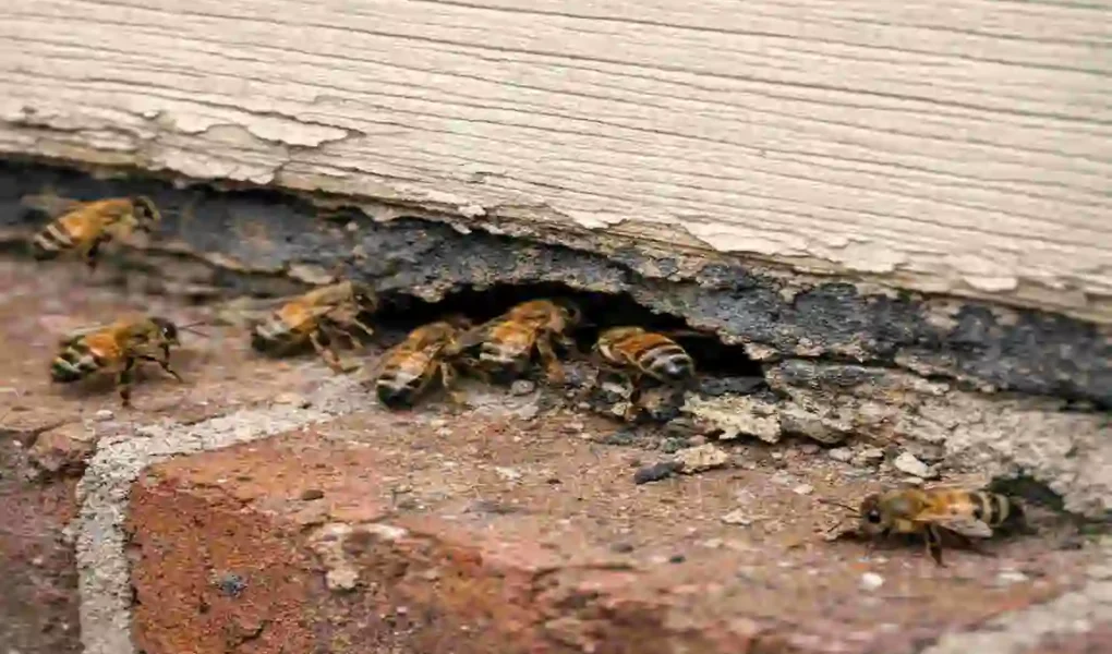 Why Bees Keep Invading Your House