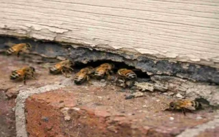 Why Bees Keep Invading Your House