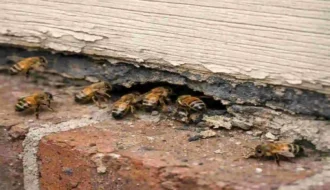 Why Bees Keep Invading Your House