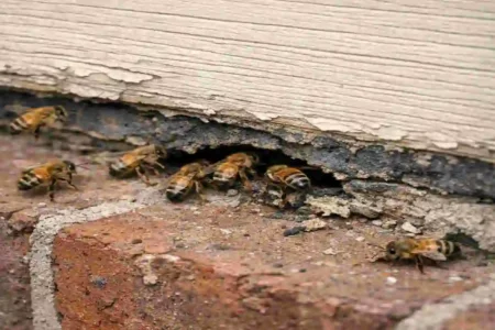 Why Bees Keep Invading Your House