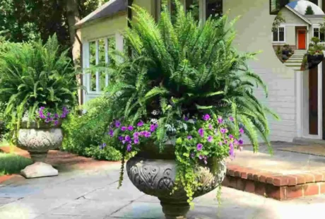 front house planters