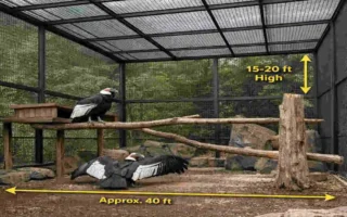Condor House?