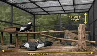 Condor House?