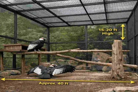 Condor House?